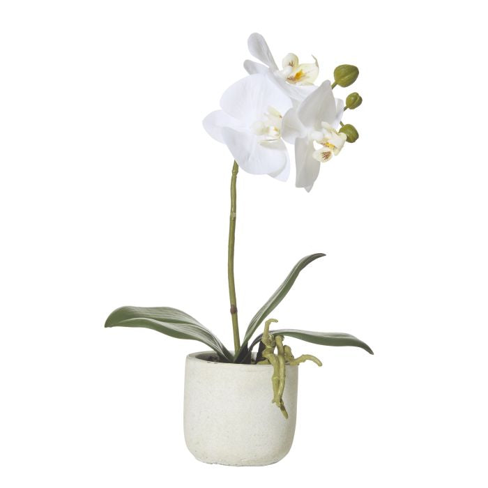 ROGUE BUTTERFLY ORCHID-SMOOTH POT WHITE/CREAM image 0