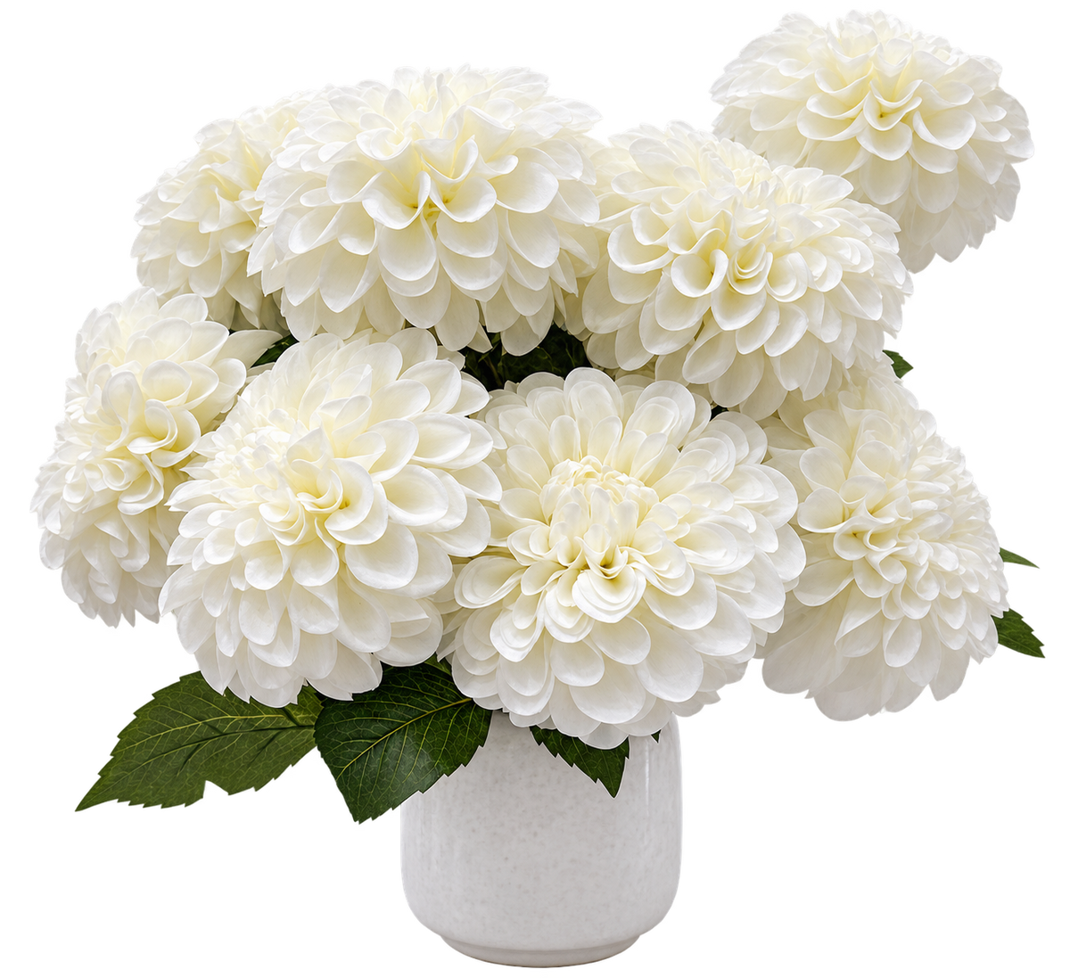 Chrysanthemum potted flower Display - Gianna Pot White