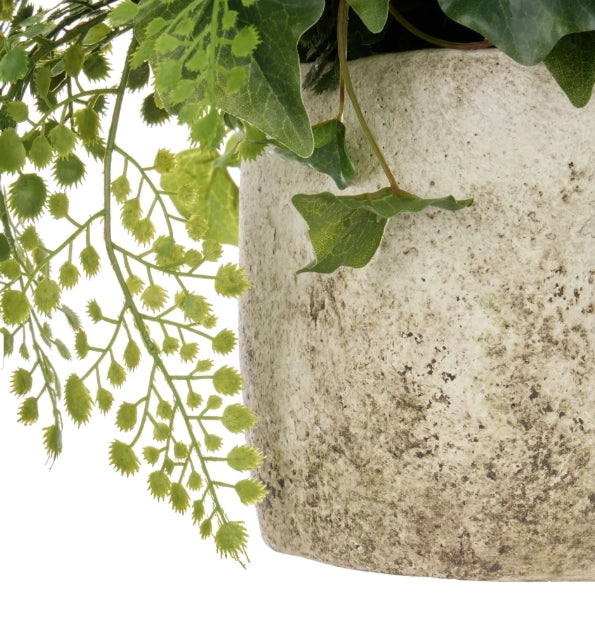 Maiden Ivy - Edith Green Table Display