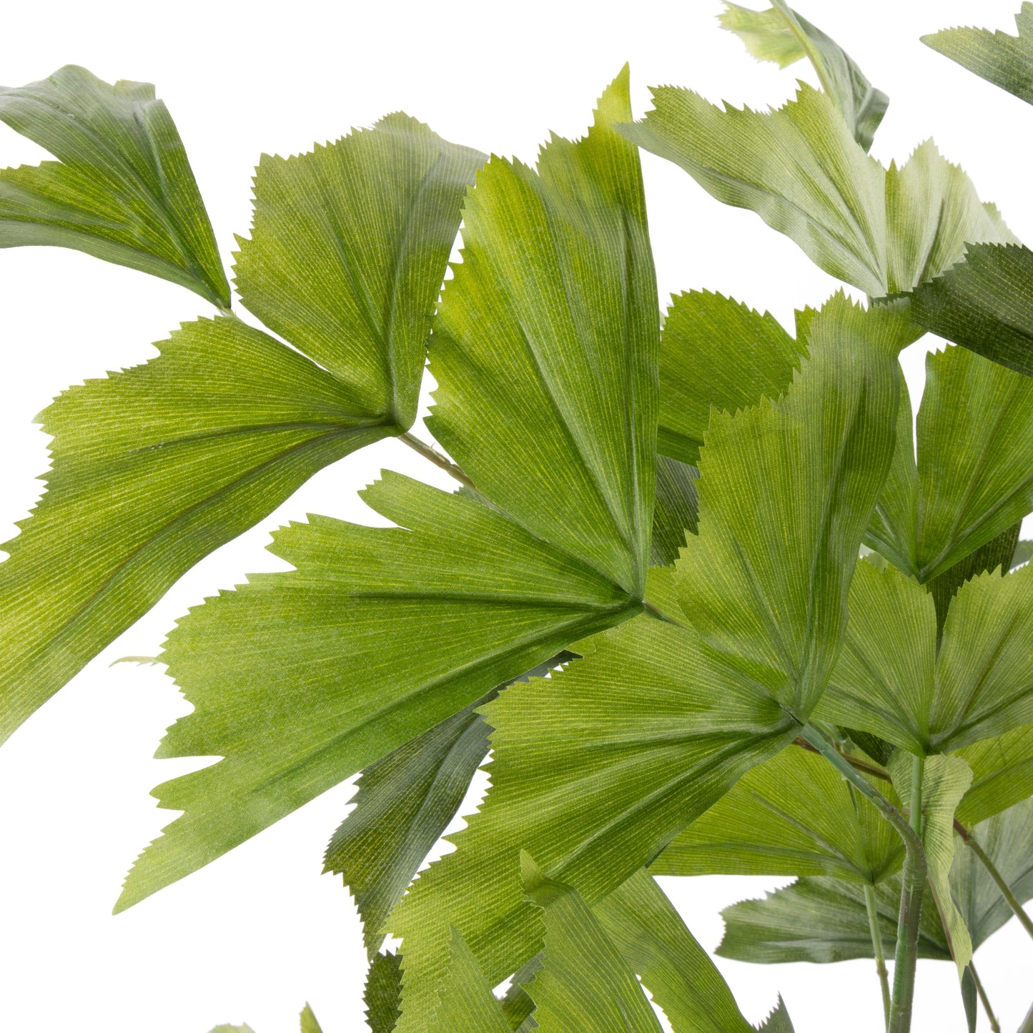 ROGUE CARYOTA PALM TREE - GARDEN POT GREEN image 1