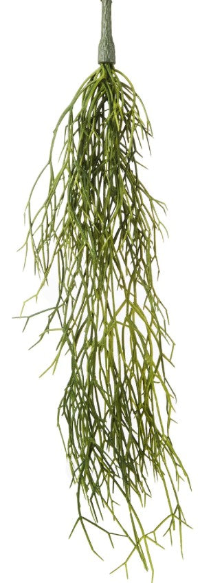 Mistletoe Cactus Hanging Green image 0