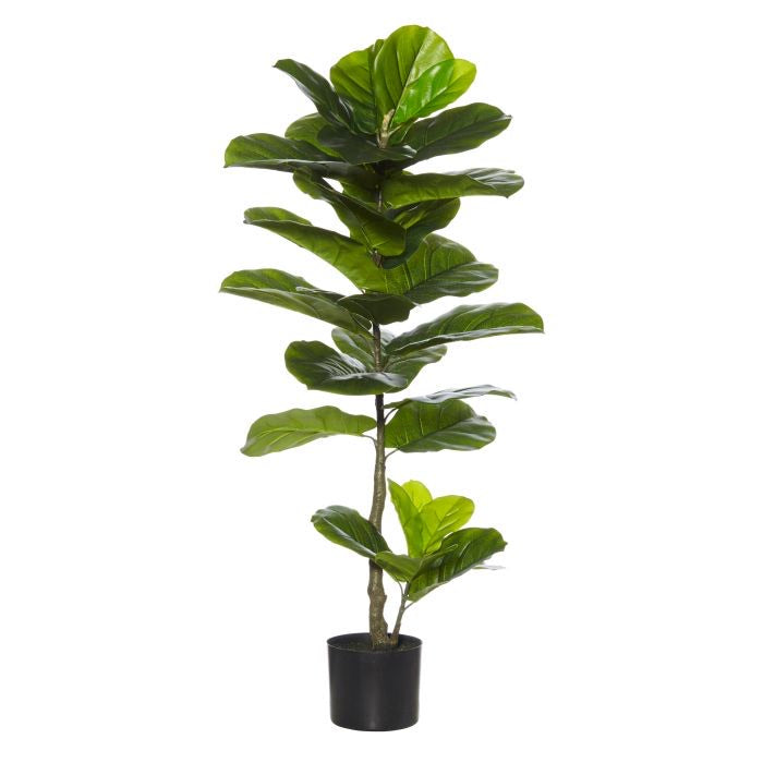 Fiddle Giant Plant 50 x 50 x 110cm image 0