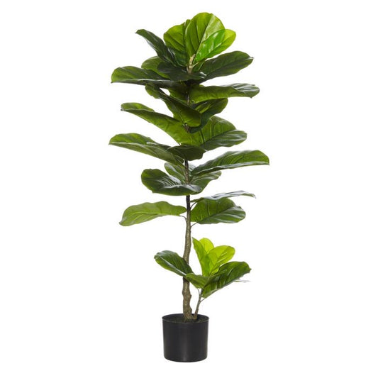Fiddle Giant Plant 50 x 50 x 110cm image 0