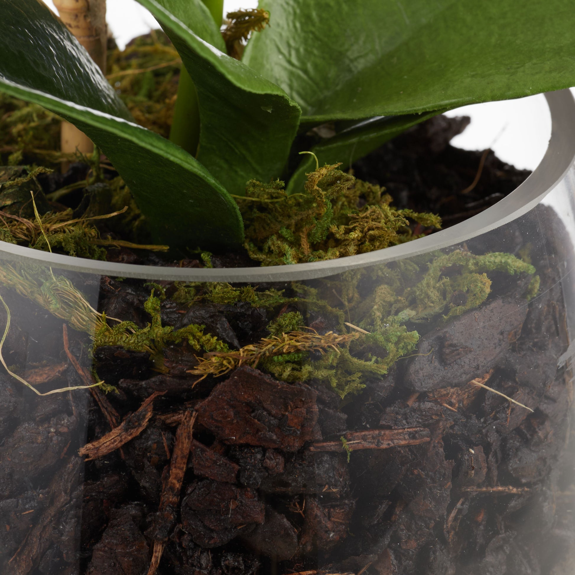 ROGUE PHALAENOPSIS STEM-CLASSIC BOWL WHITE image 2