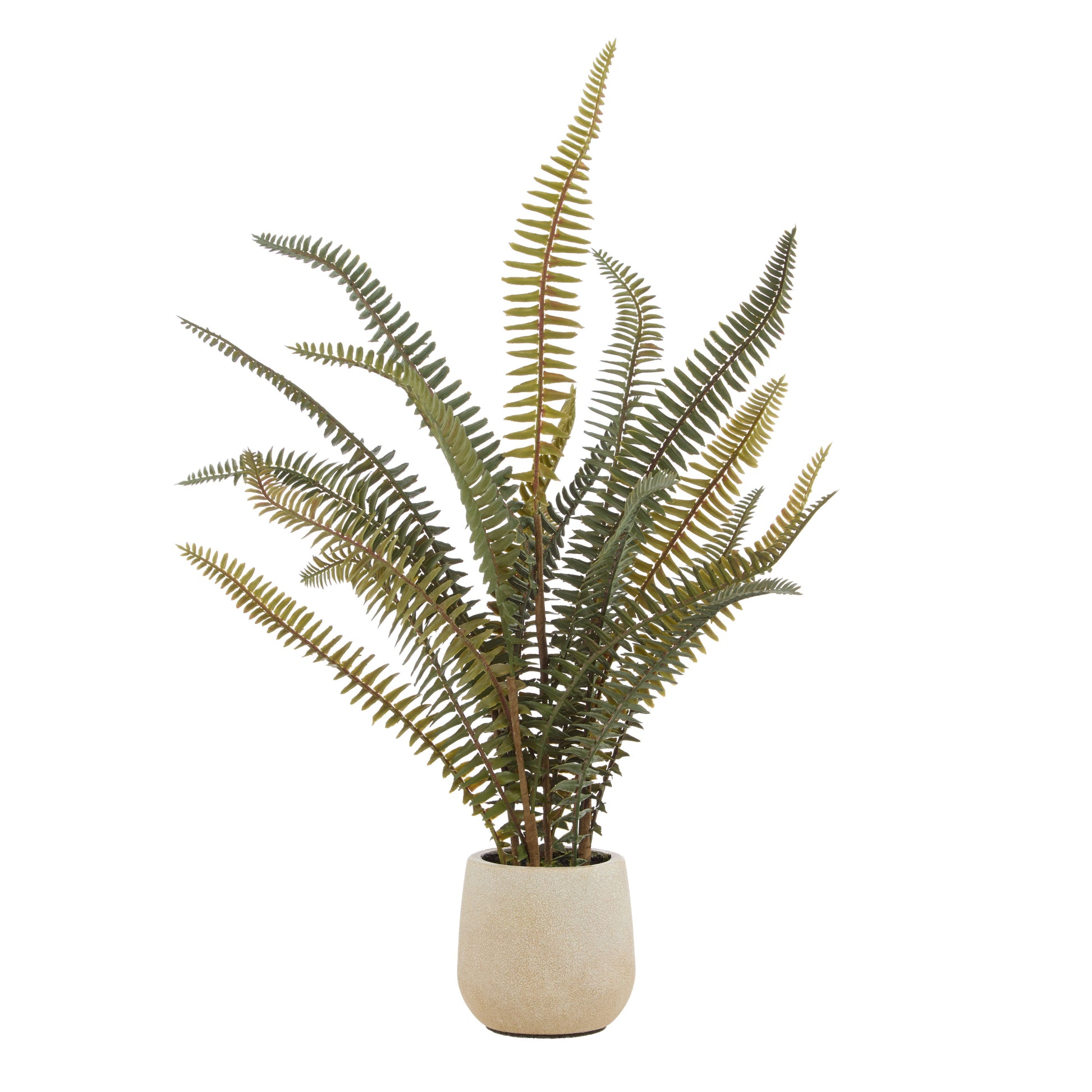 BOSTON FERN POT  image 0
