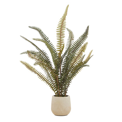 BOSTON FERN POT  image 0