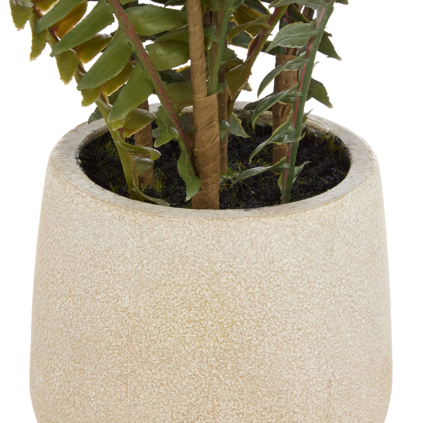 BOSTON FERN POT  image 2