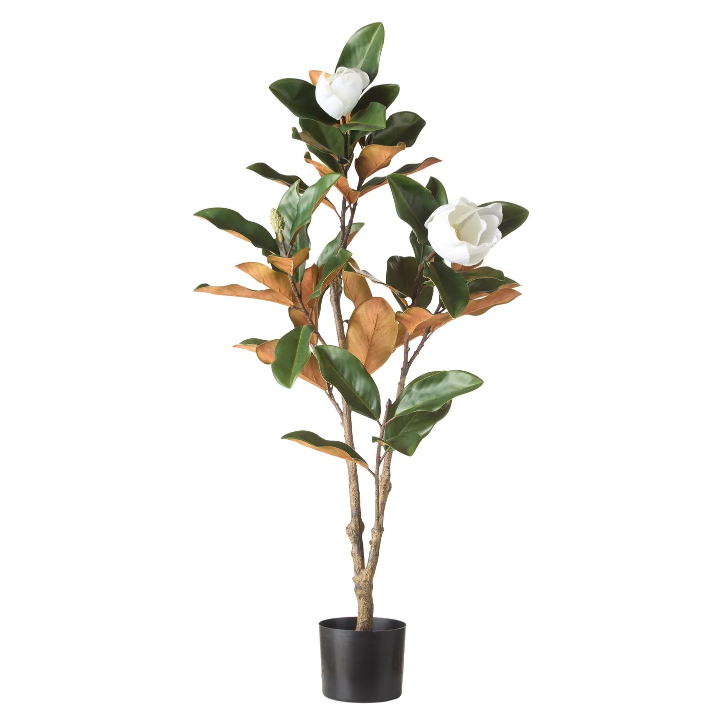Rogue Magnolia Tree Green - 115cm image 0