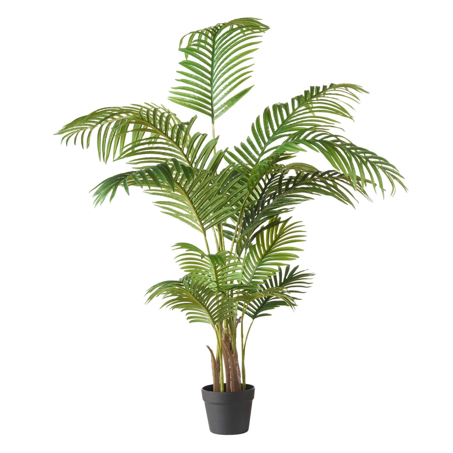 Rogue Areca Palm Tree 145cm image 0