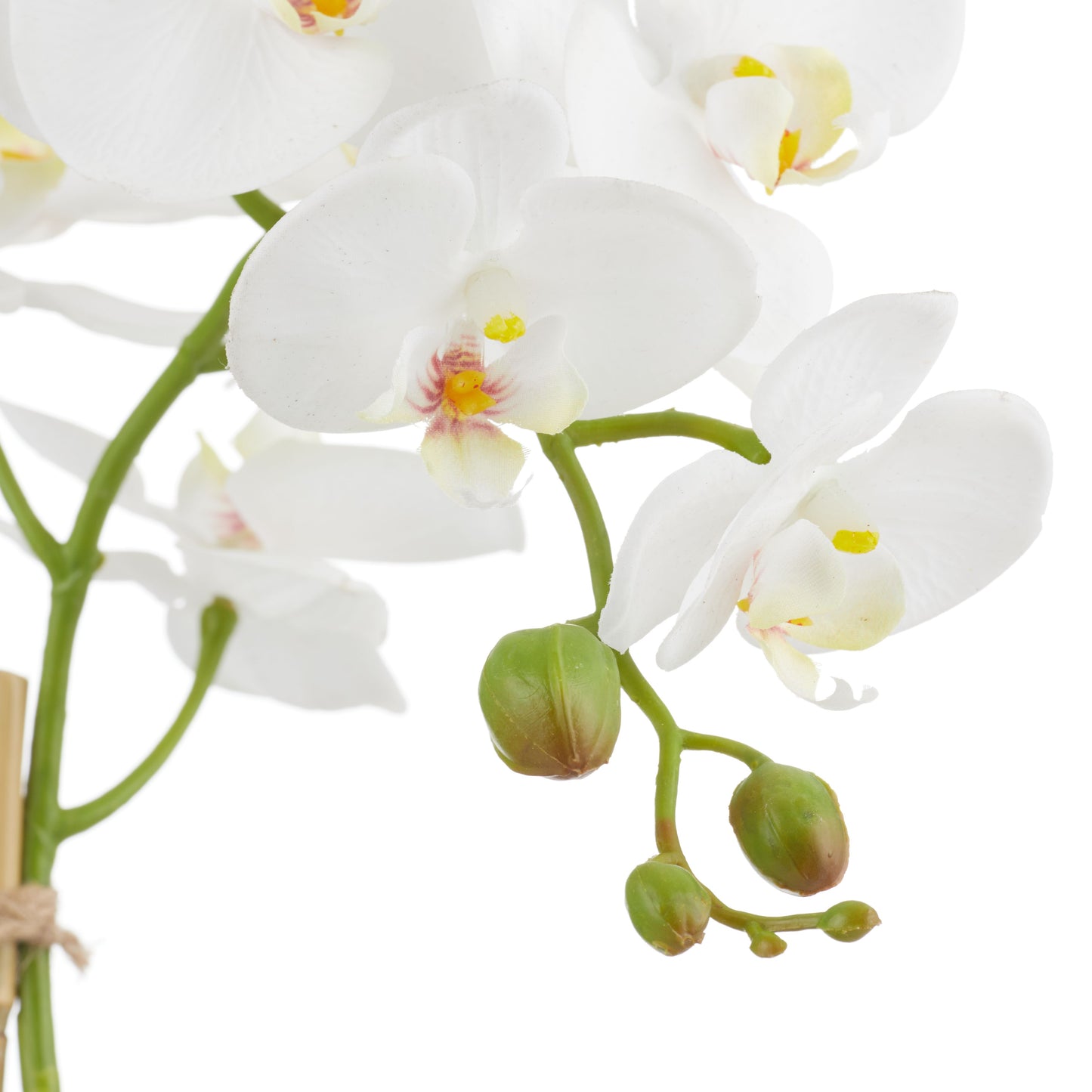 ROGUE PHALAENOPSIS STEM-CLASSIC BOWL WHITE image 1