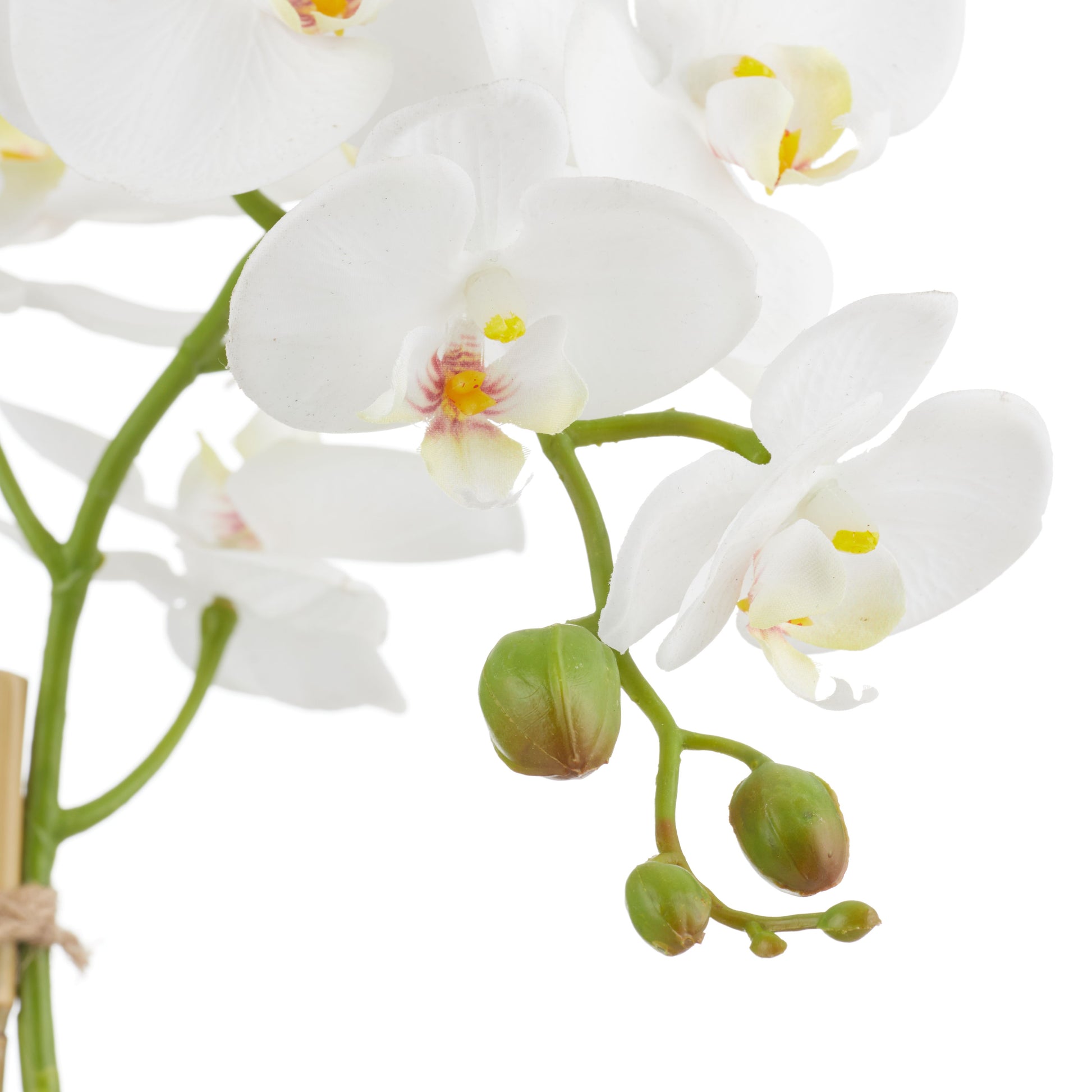 ROGUE PHALAENOPSIS STEM-CLASSIC BOWL WHITE image 1