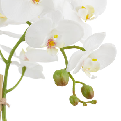 ROGUE PHALAENOPSIS STEM-CLASSIC BOWL WHITE image 1