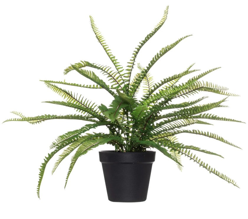 Boston Fern image 0