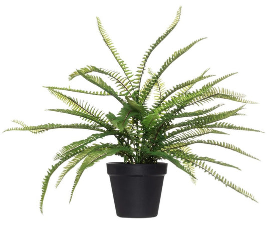 Boston Fern image 0