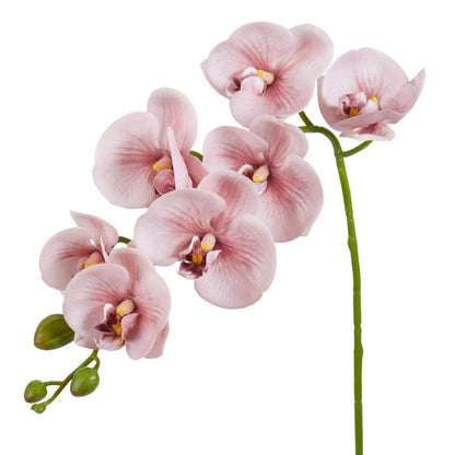 ROGUE PHALAENOPSIS ORCHID PINK  image 1