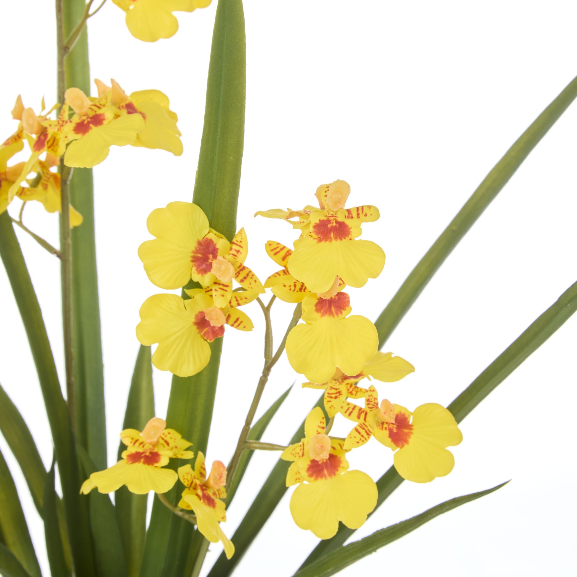 Potted Dancing Orchid - Yellow image 1