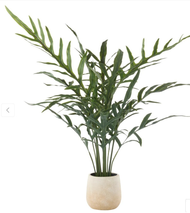 Rogue Blue Star Fern Pot Green image 0