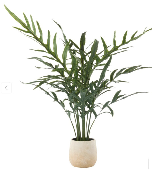 Rogue Blue Star Fern Pot Green image 0