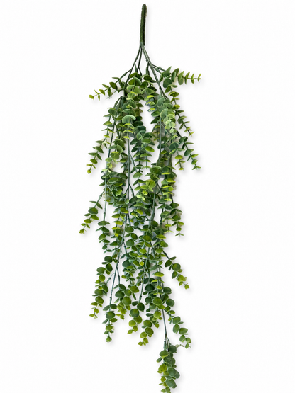 Silver Leaf Hanging Bush