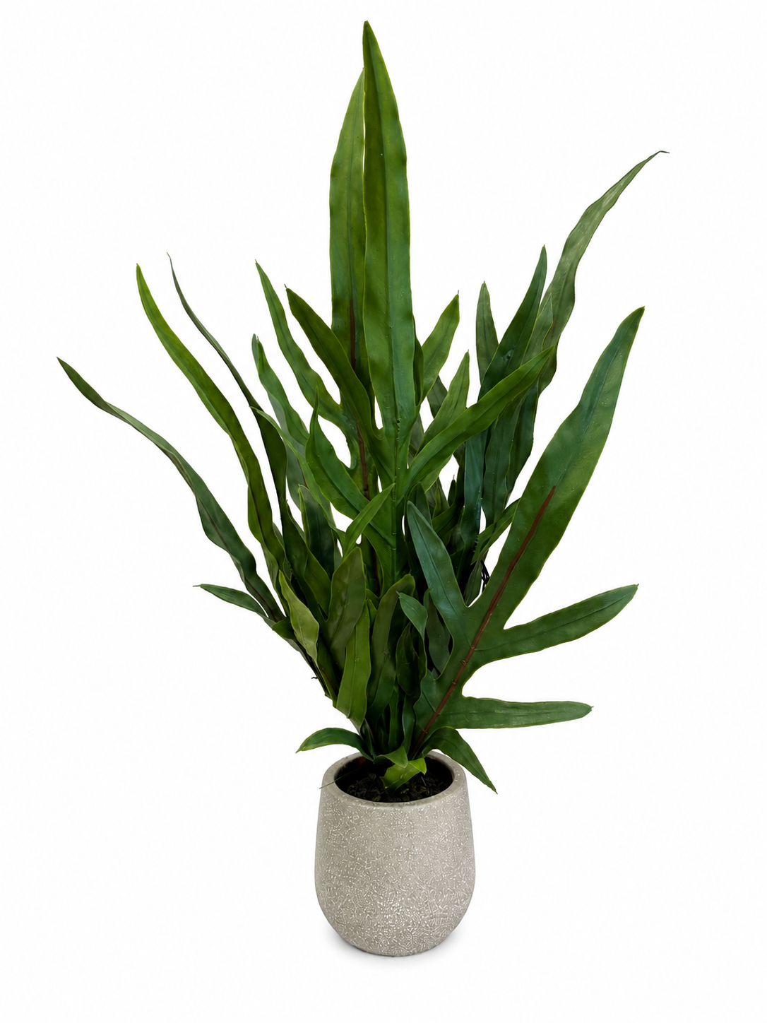 Blue Star Fern Pot 46x26x26cm