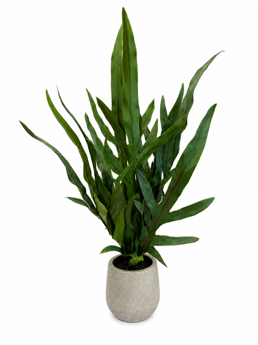 Blue Star Fern Pot 46x26x26cm