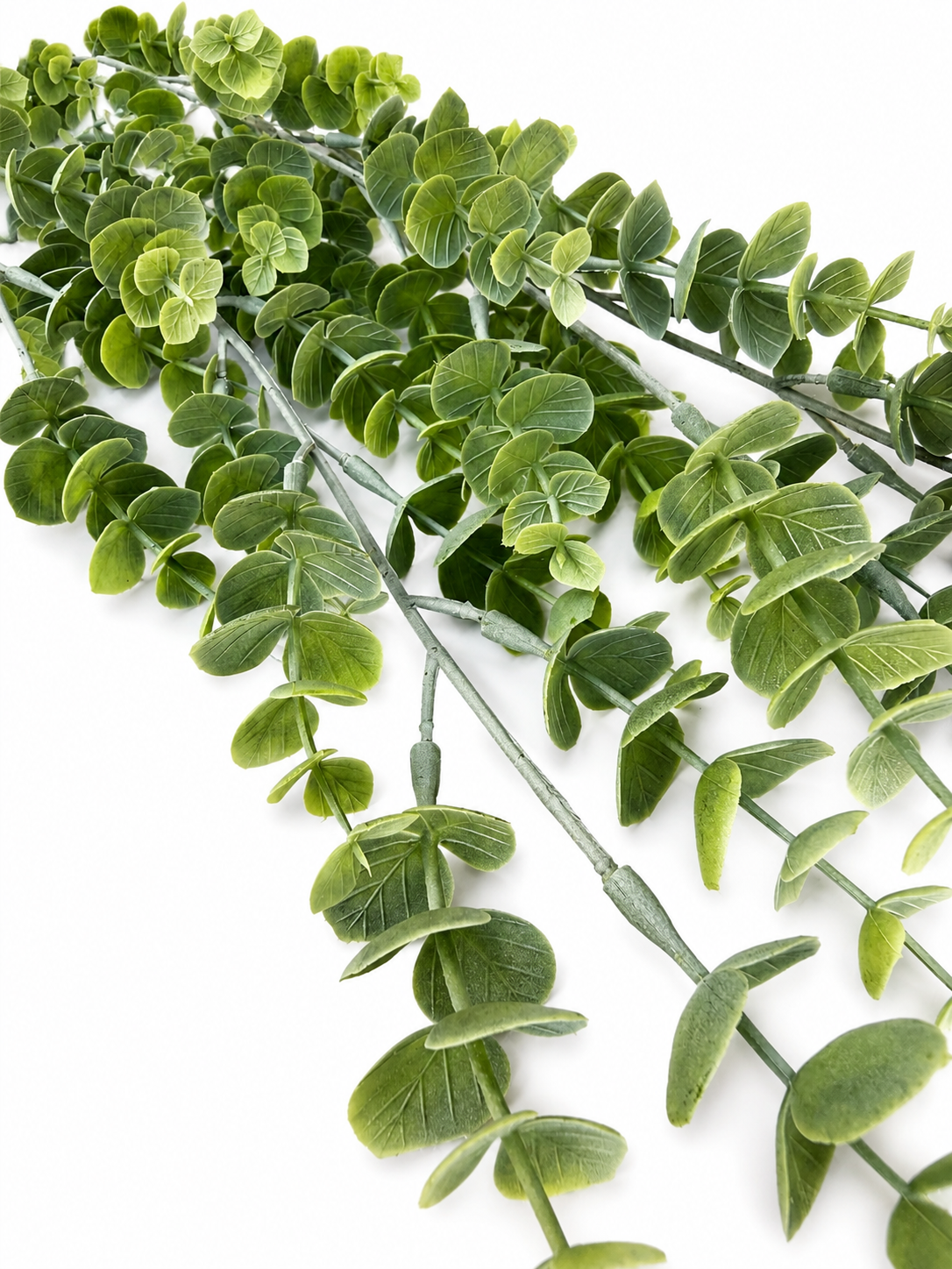 Silver Leaf Hanging Bush