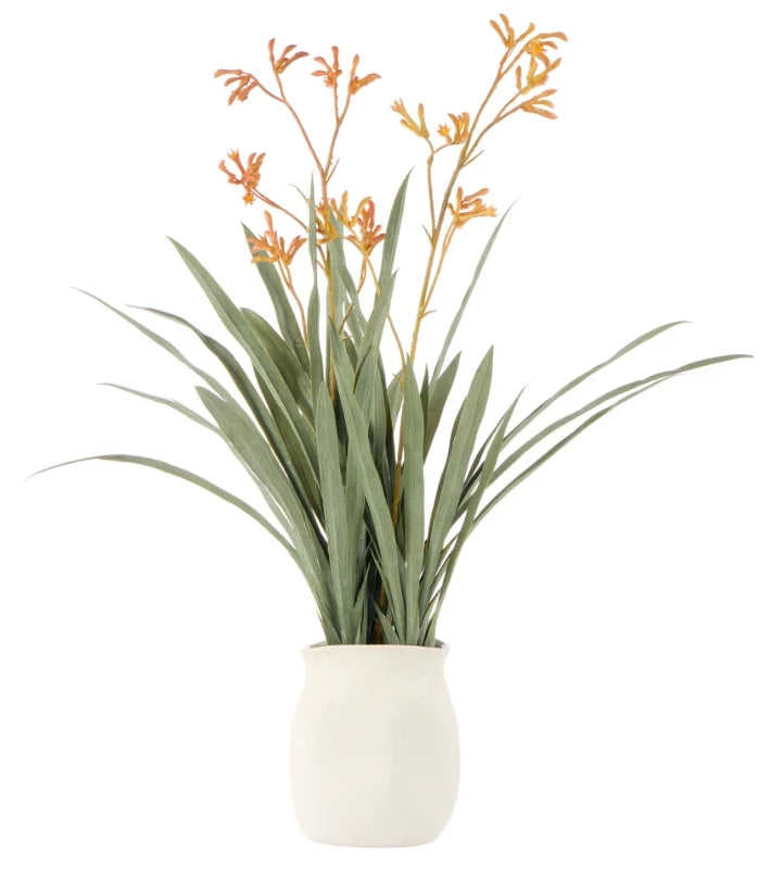 Rogue Kangaroo Paw-Maliah Pot