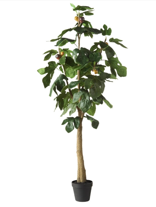 Fig Tree - Garden Pot Green -120cm