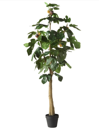 Fig Tree - Garden Pot Green -120cm