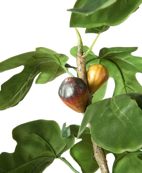 Fig Tree - Garden Pot Green -120cm