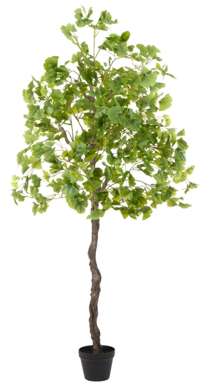 Ginkgo Tree Green - 117cm