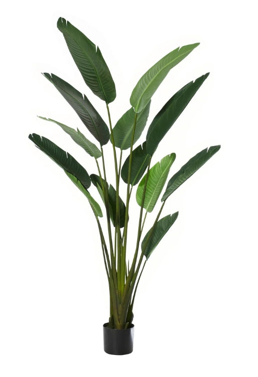 Giant Bird of Paradise Plant Green