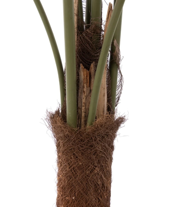 Caryota Palm Tree - Garden Pot Green 120cm