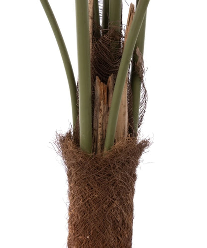 Caryota Palm Tree - Garden Pot Green 120cm