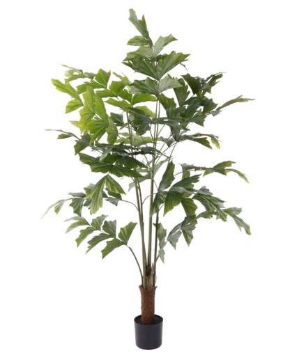 Caryota Palm Tree - Garden Pot Green 120cm