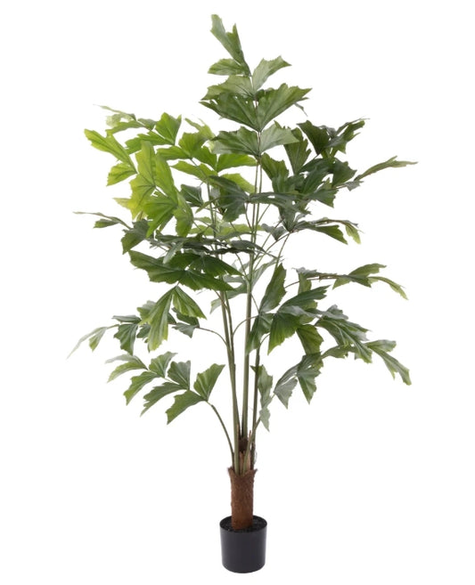 Caryota Palm Tree - Garden Pot Green 120cm