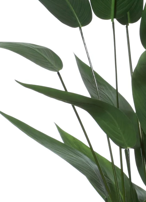 Sky Bird Plant Green - 130cm