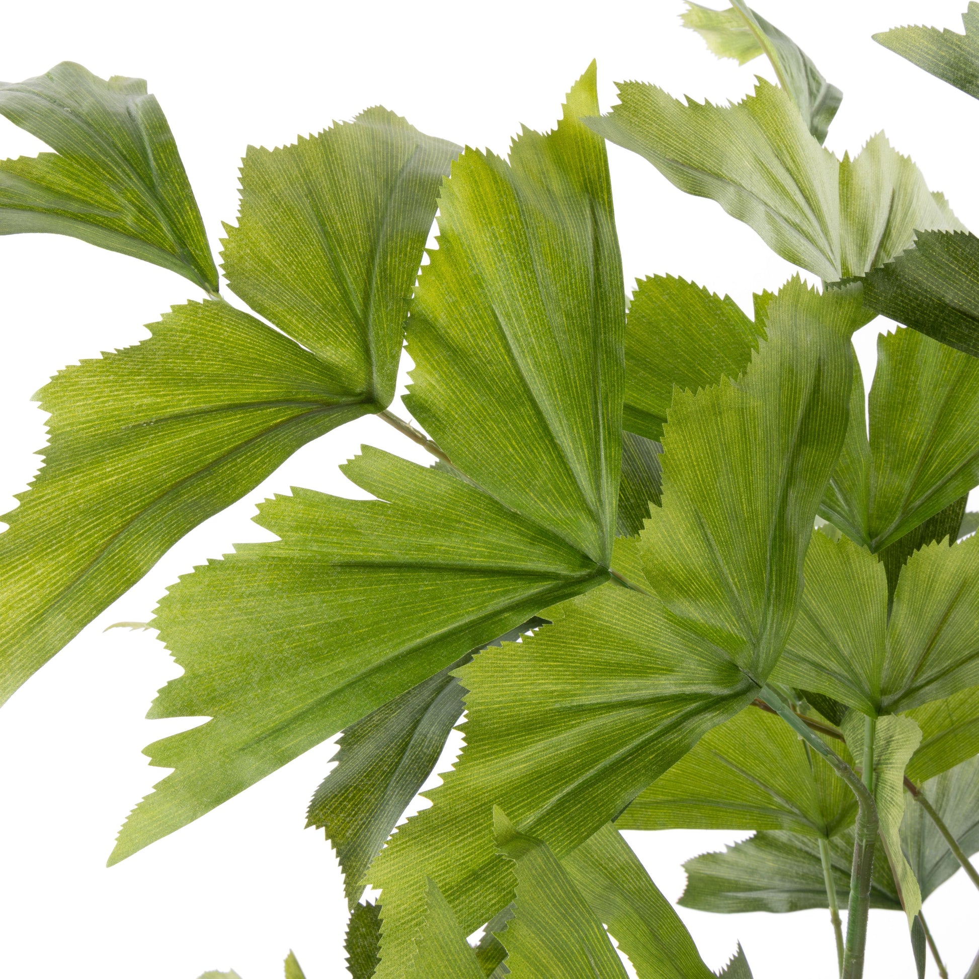 ROGUE CARYOTA PALM TREE - GARDEN POT GREEN image 1