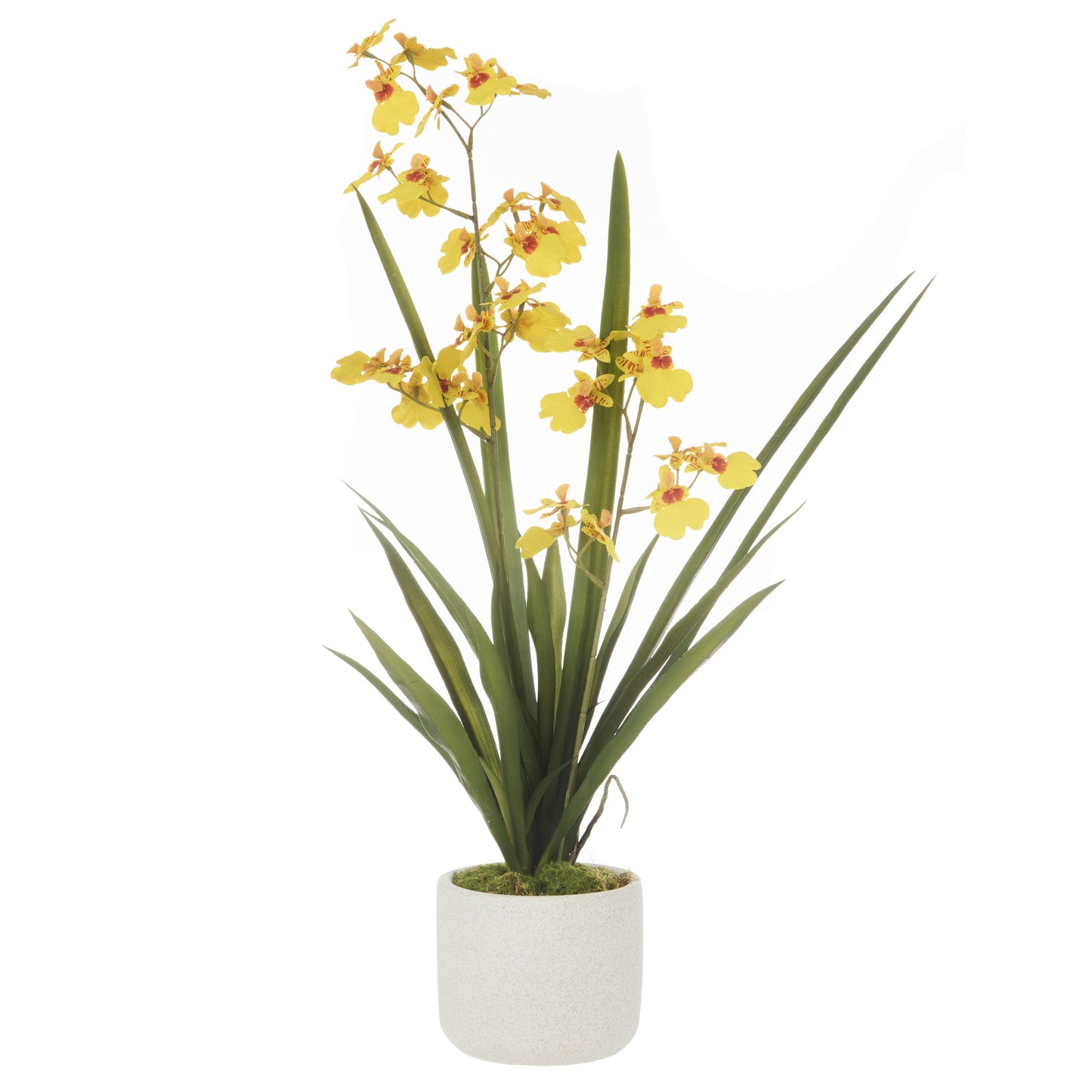 Potted Dancing Orchid - Yellow image 0