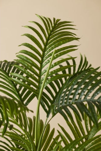 Areca Palm Tree image 1