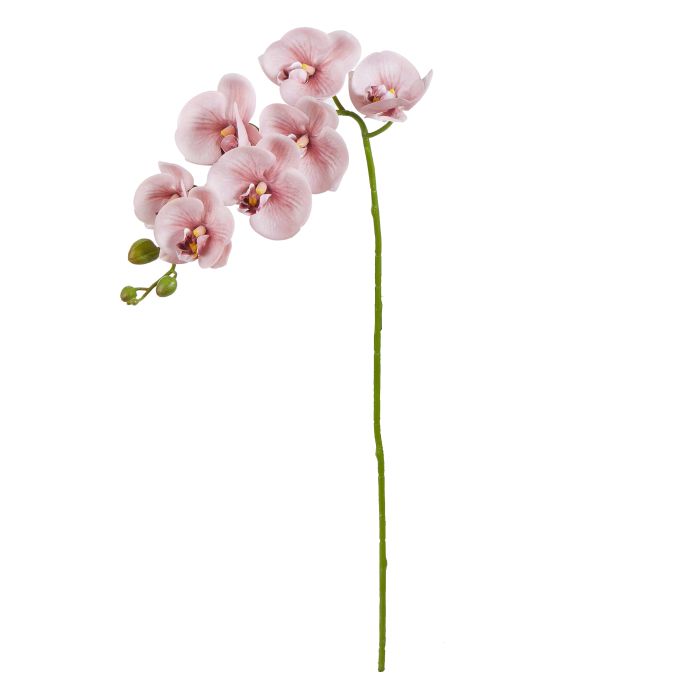 ROGUE PHALAENOPSIS ORCHID PINK  image 0
