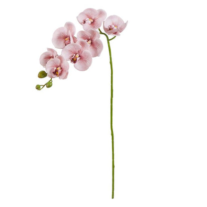 ROGUE PHALAENOPSIS ORCHID PINK  image 0