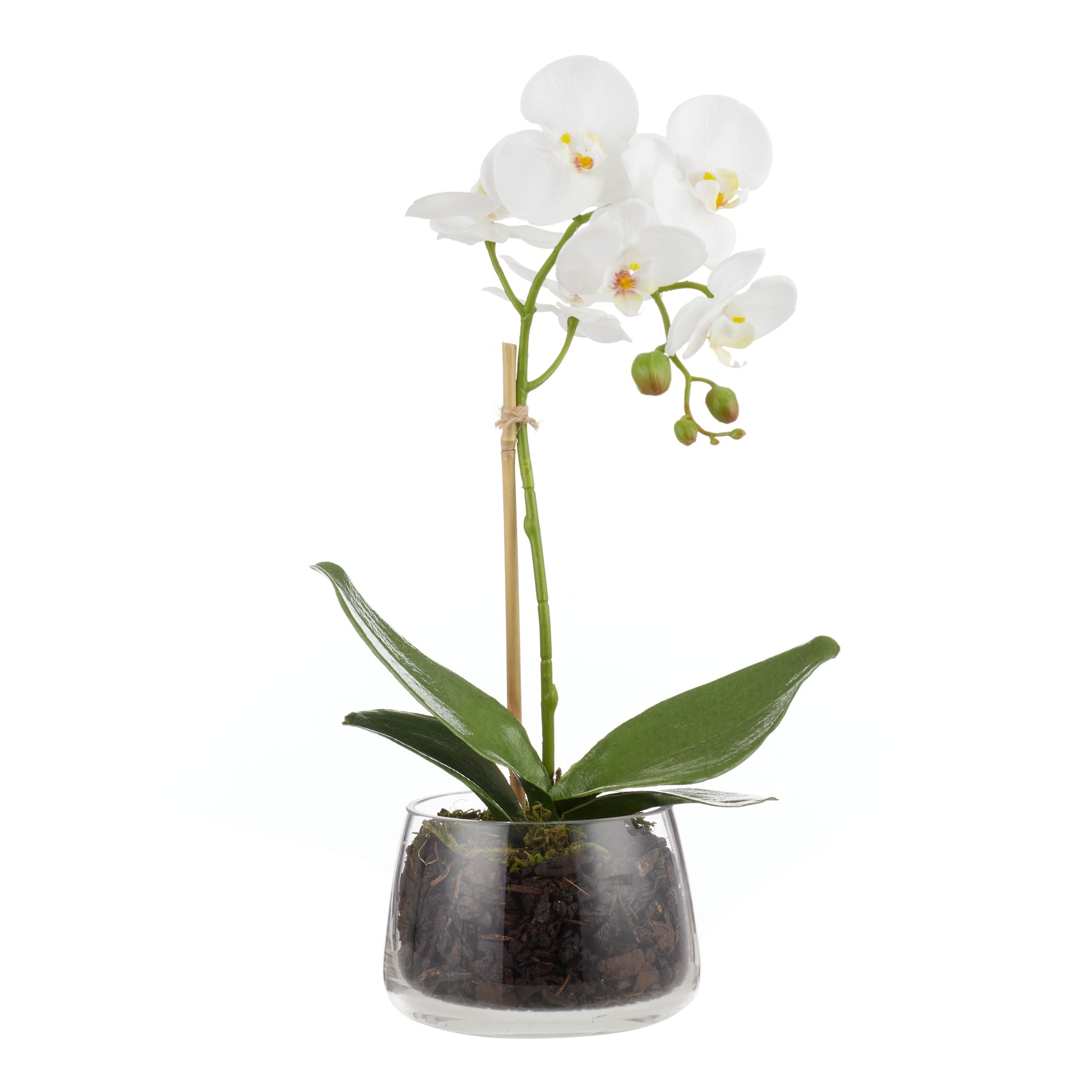 ROGUE PHALAENOPSIS STEM-CLASSIC BOWL WHITE image 0