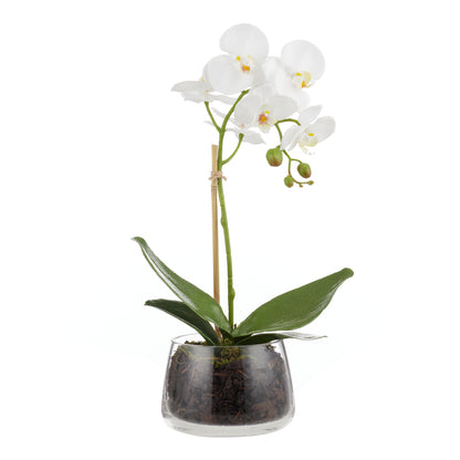 ROGUE PHALAENOPSIS STEM-CLASSIC BOWL WHITE image 0