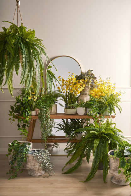 Potted Dancing Orchid - Yellow image 2