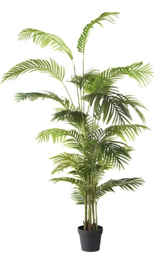 Areca Palm Tree image 0