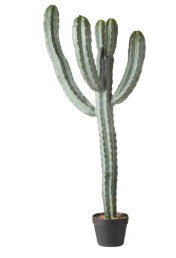 Rogue Saguaro Cactus - Garden Pot Green image 0