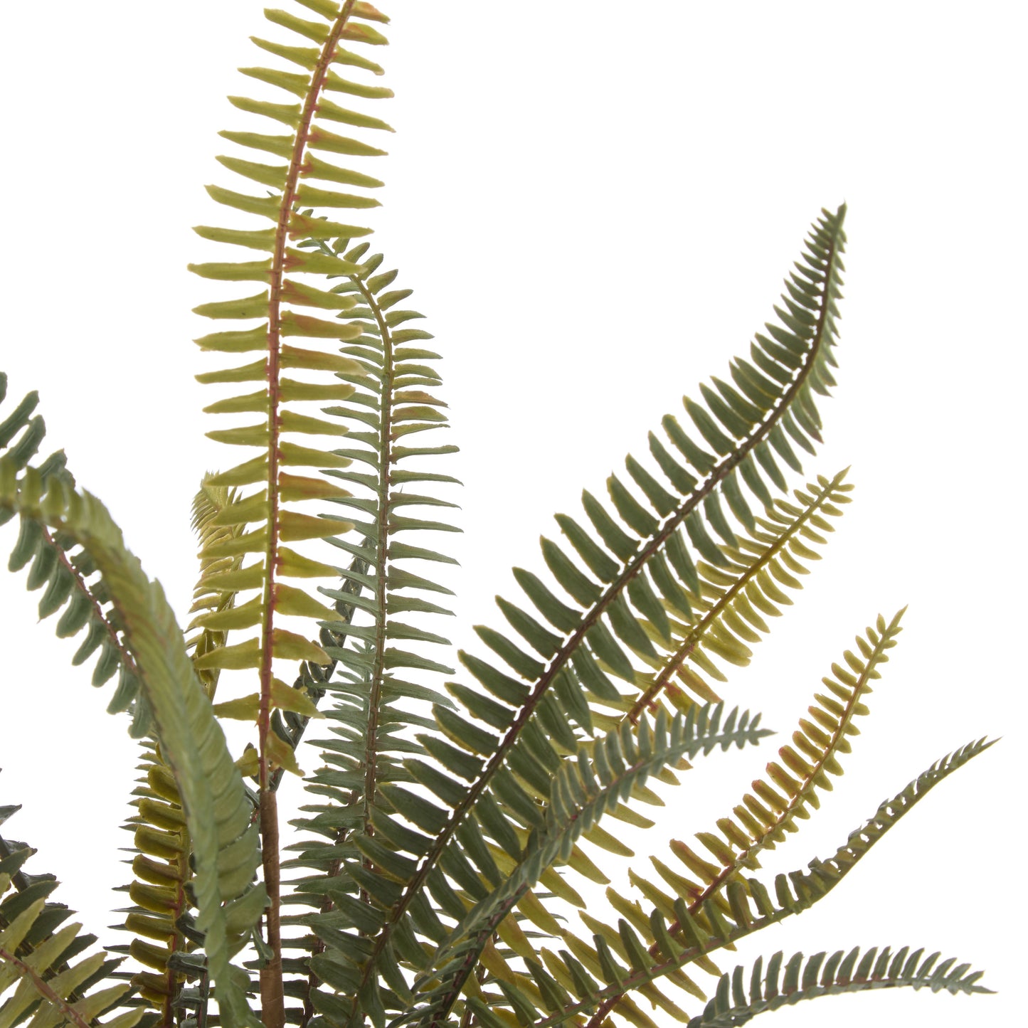 BOSTON FERN POT  image 1
