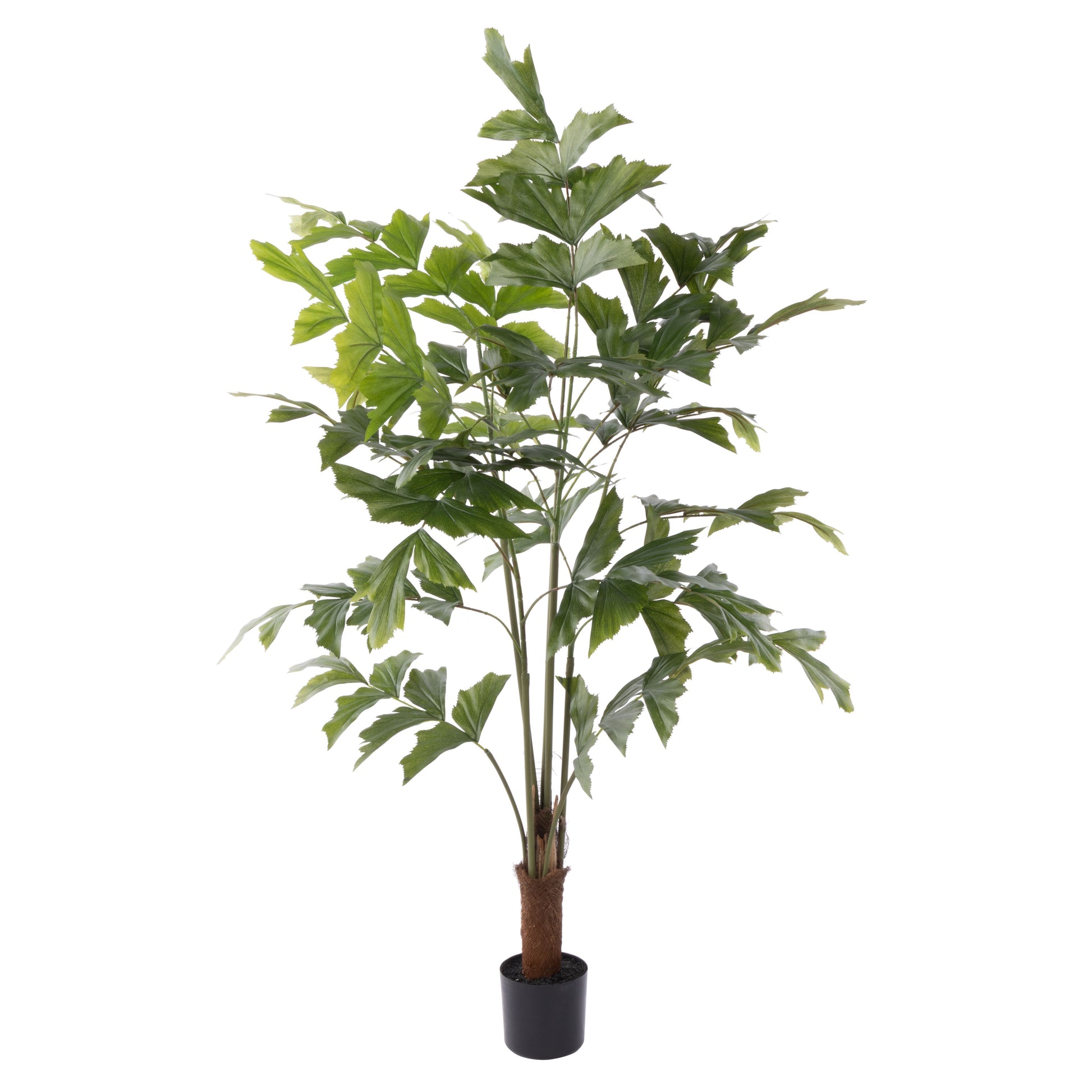 ROGUE CARYOTA PALM TREE - GARDEN POT GREEN image 0