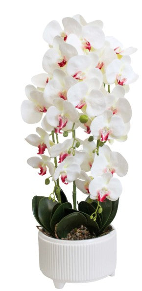 Faux Orchid XL White